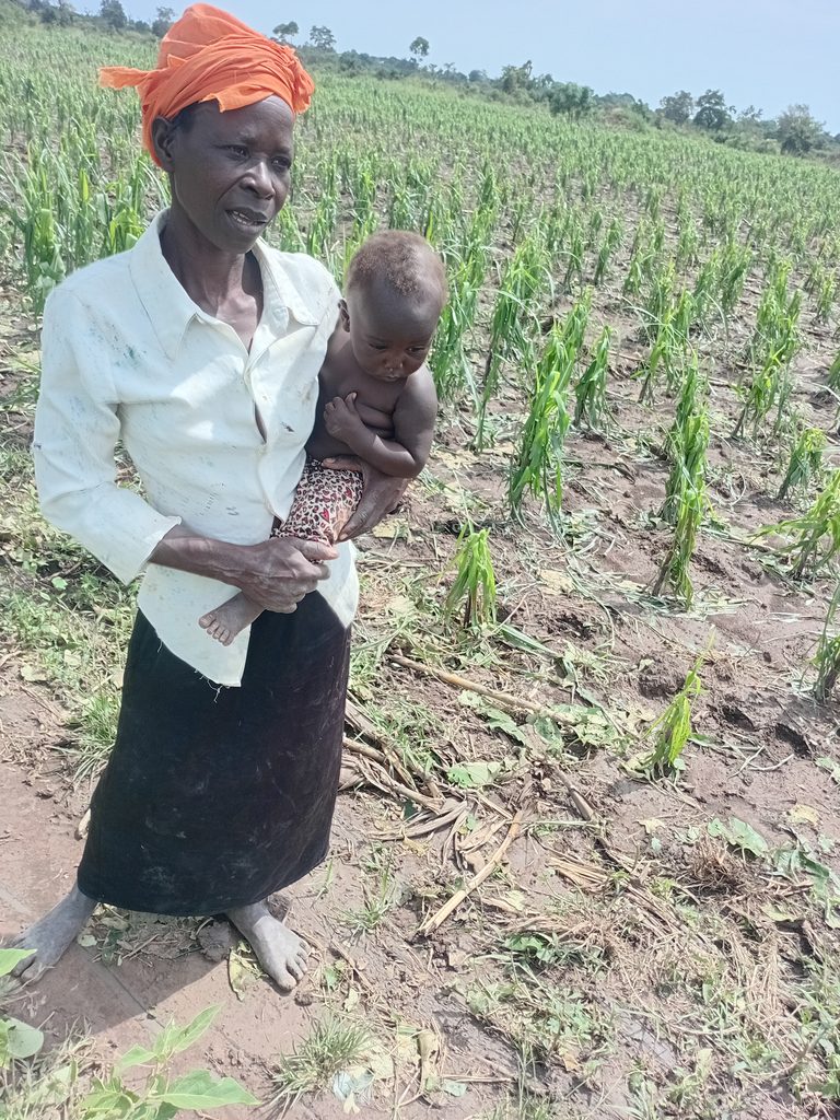 Hailstorm destroys crops, kills animal and damages church in Aromi parish