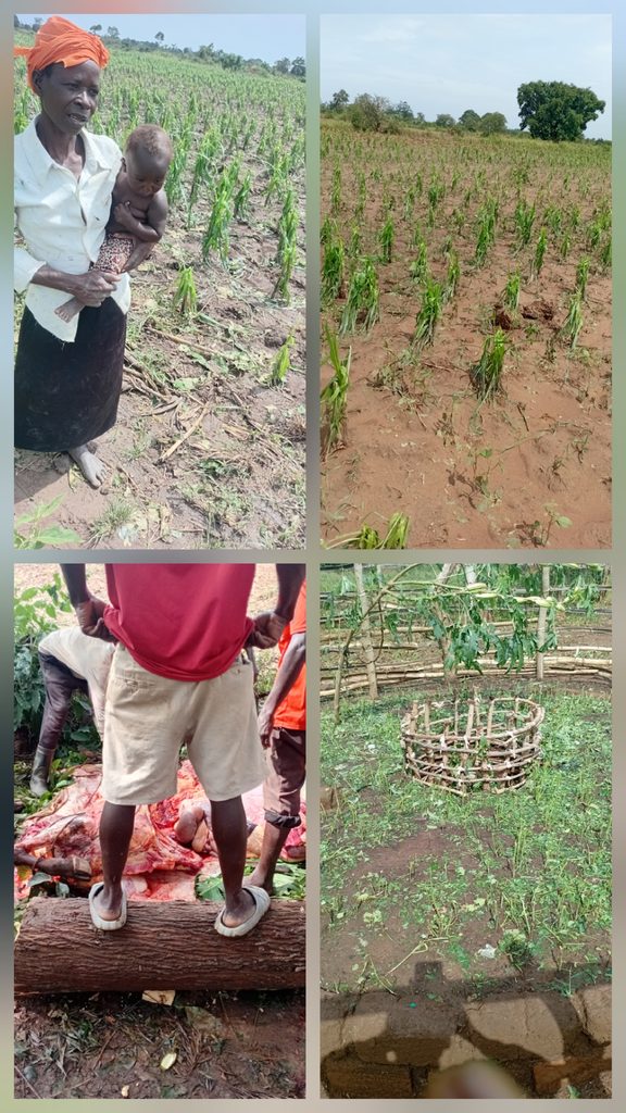 Hailstorm destroys crops, kills animal and damages church in Aromi parish